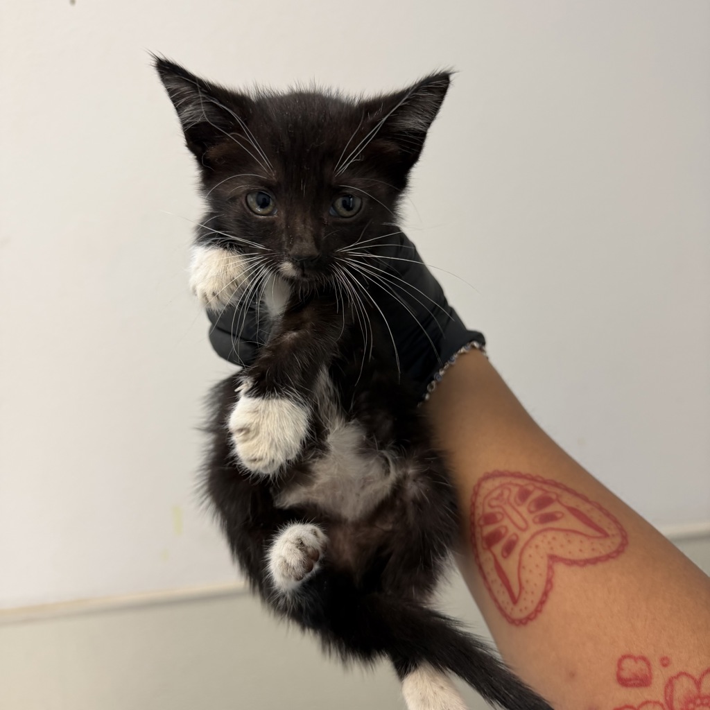 Shelter Stray Female Cat last seen 33rd Street, San Diego, CA, 92102, 5500 Gaines St, San Diego, CA 92110, USA