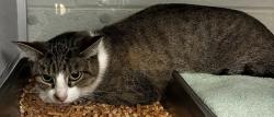 Shelter Stray Female Cat last seen Near S States Street, Murray City, UT, 84047, 511 W 3900 S, Salt Lake City, UT 84123, USA