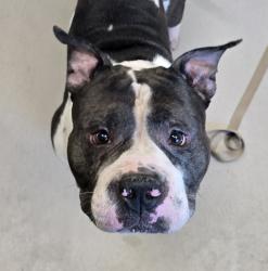 Shelter Stray Male Dog last seen Near Fletcher Parkway, El Cajon, CA, 92020, El Cajon, CA 92020, USA