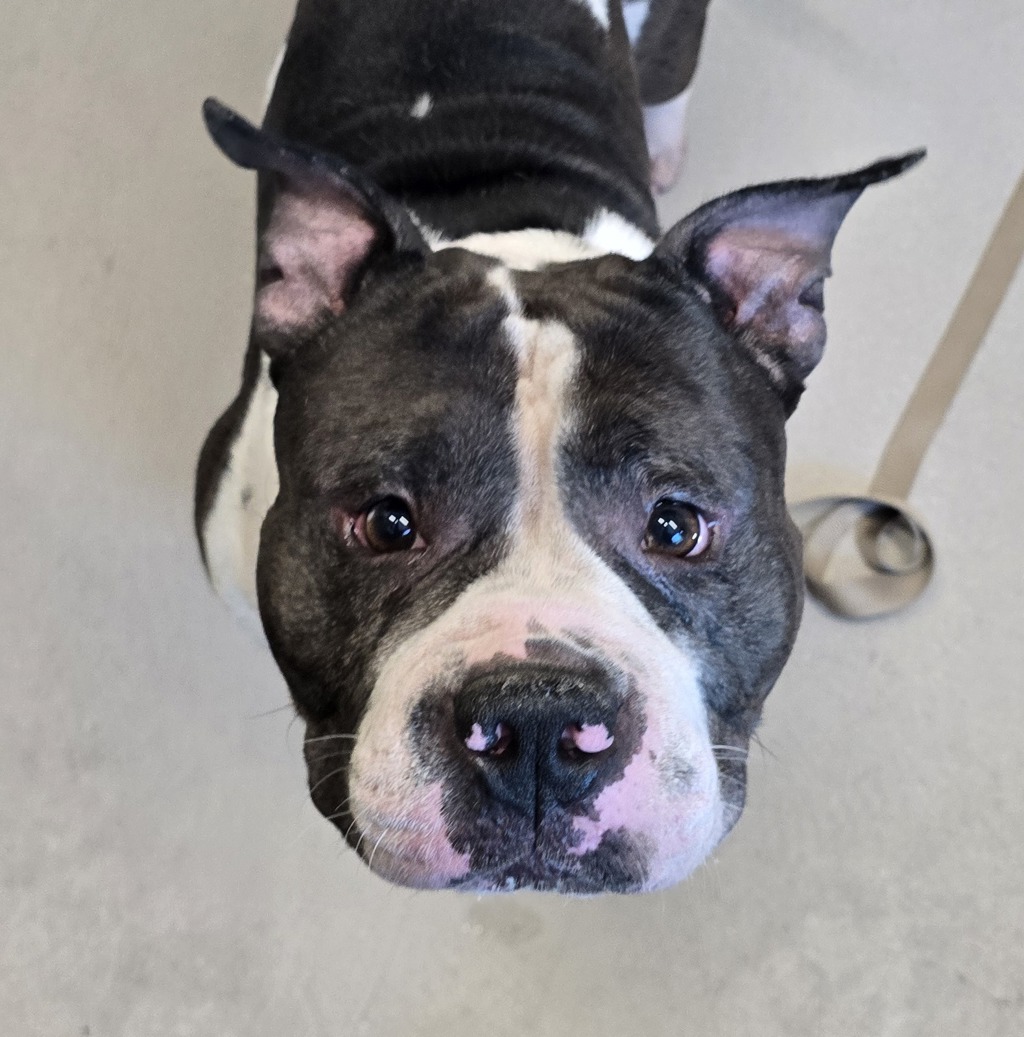 Shelter Stray Male Dog last seen Near Fletcher Parkway, El Cajon, CA, 92020, El Cajon, CA 92020, USA