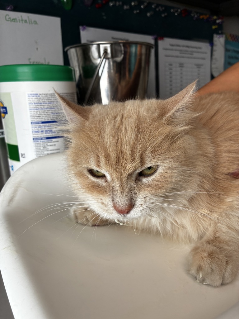 Shelter Stray Female Cat last seen Near S State Street, Murray City, UT, 84047, 511 W 3900 S, Salt Lake City, UT 84123, USA