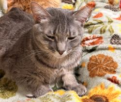 Lost Female Cat last seen Orchard st, Central, SC 29630