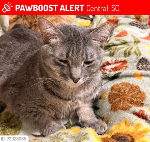 Lost Female Cat last seen Orchard st, Central, SC 29630