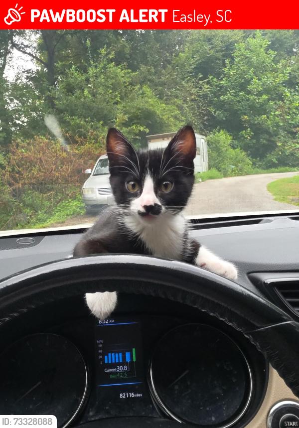 Lost Male Cat last seen Near henry street easley sc, Easley, SC 29640