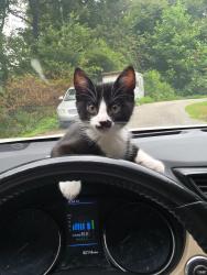 Lost Male Cat last seen Near henry street easley sc, Easley, SC 29640