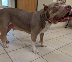 Shelter Stray Female Dog last seen marshview park, VIRGINIA BEACH, VA, 23451, 341 S Birdneck Rd, Virginia Beach, VA 23451, USA