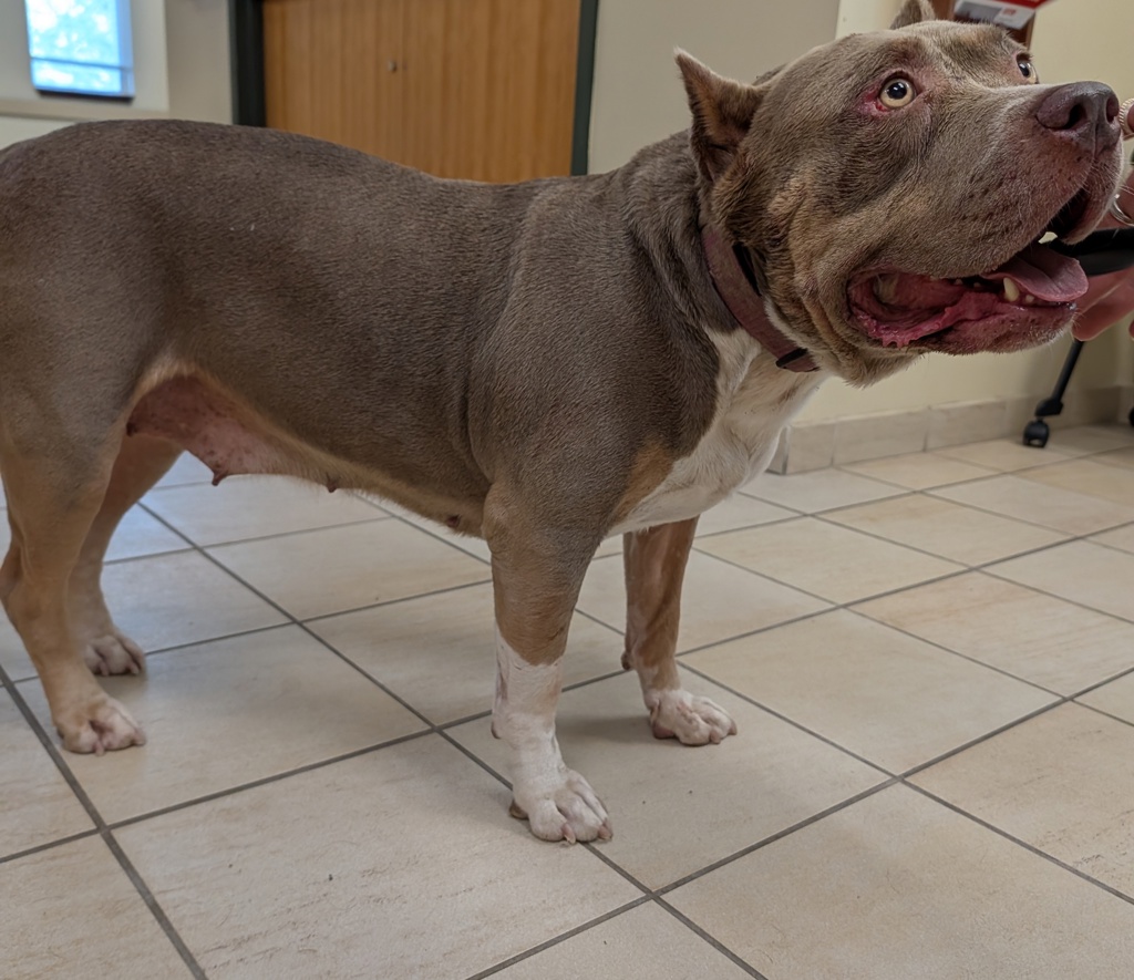 Shelter Stray Female Dog last seen marshview park, VIRGINIA BEACH, VA, 23451, 341 S Birdneck Rd, Virginia Beach, VA 23451, USA