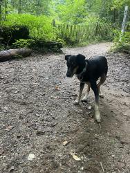 Reunited Unknown Dog last seen Carpenter Woods, Philadelphia, PA 19119