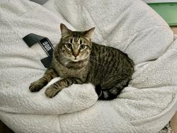 Lost Male Cat last seen Near W grandview, Spokane, WA 99224
