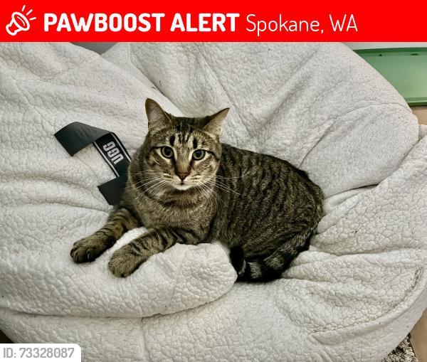 Lost Male Cat last seen Near W grandview, Spokane, WA 99224
