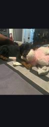Reunited Male Dog last seen Helm/skipper, Newport News, VA 23602