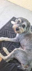 Found/Stray Male Dog last seen S e street and 4th ave s, Lake Worth Beach, FL 33460