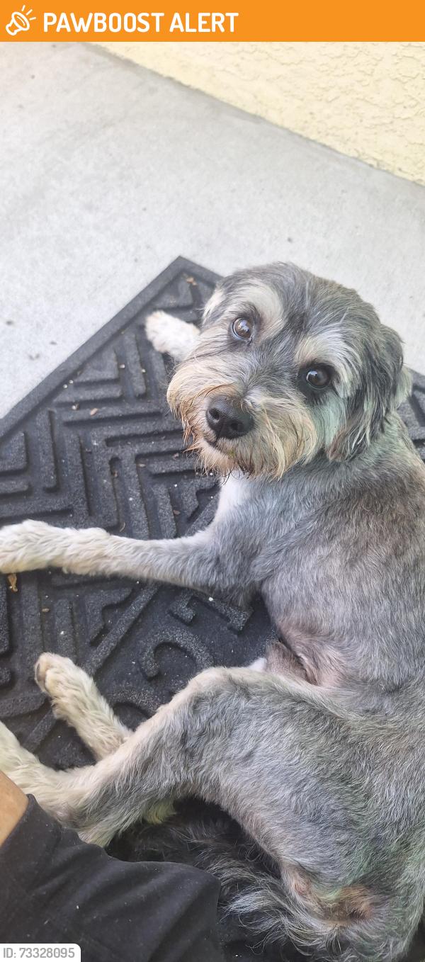 Found/Stray Male Dog last seen S e street and 4th ave s, Lake Worth Beach, FL 33460