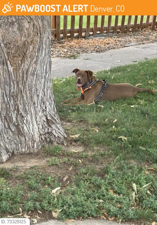 Found/Stray Female Dog last seen Adams and MLK/Cook and MLK, Denver, CO 80205