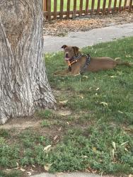 Found/Stray Female Dog last seen Adams and MLK/Cook and MLK, Denver, CO 80205