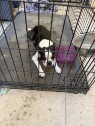 Found/Stray Female Dog last seen La Sierra & Sierra Vista, Riverside, CA 92505