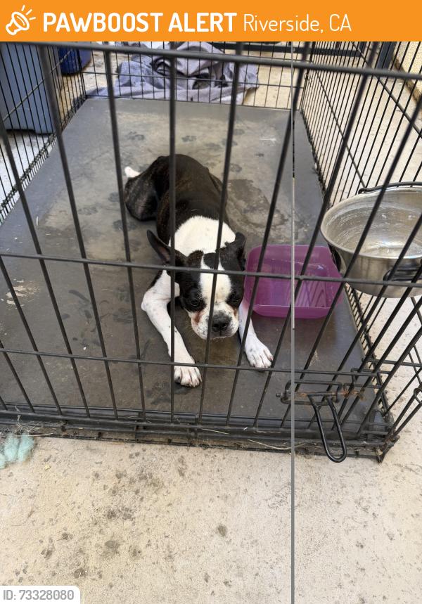 Found/Stray Female Dog last seen La Sierra & Sierra Vista, Riverside, CA 92505