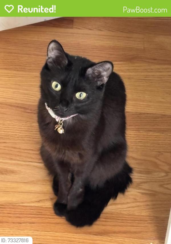 Reunited Female Cat last seen Lake Street School and reservoir, Manchester, CT 06042