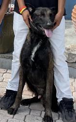 Reunited Male Dog last seen President Barak Obama Hwy, West Palm Beach, FL 33404