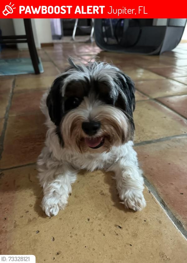 Lost Female Dog last seen 133rd Terrace and 150th Court North, Jupiter FL 33478, Jupiter, FL 33478