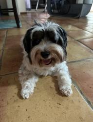 Lost Female Dog last seen 133rd Terrace and 150th Court North, Jupiter FL 33478, Jupiter, FL 33478
