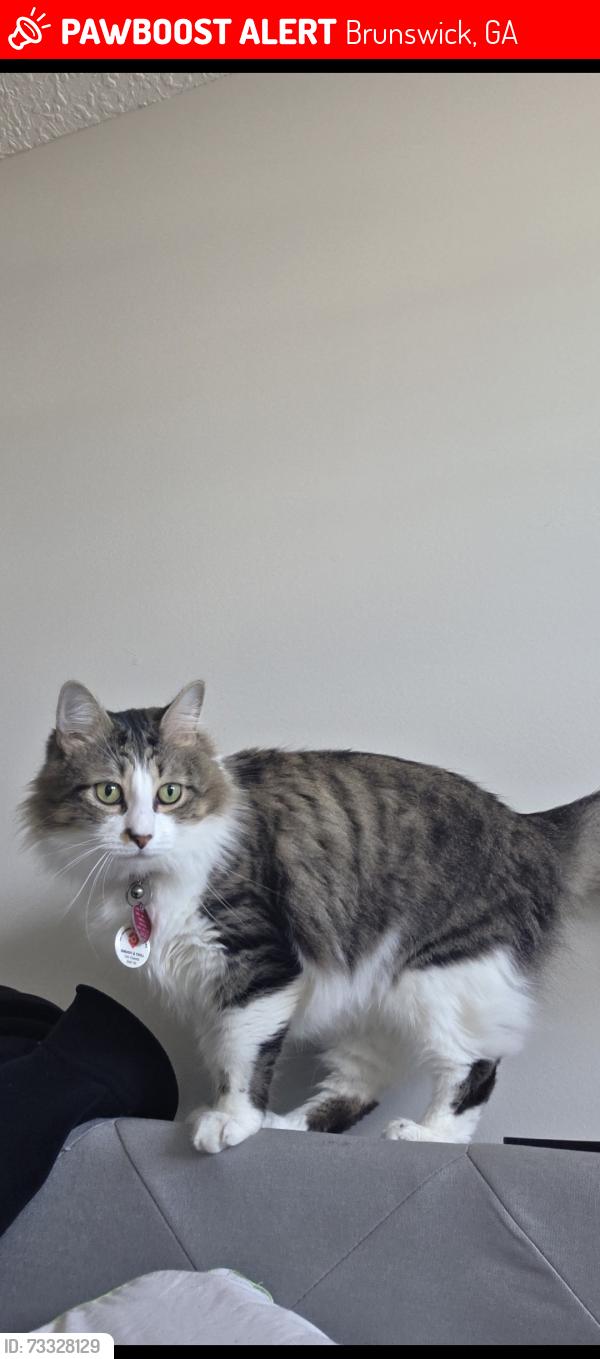 Lost Male Cat last seen Sweetwater Blvd, golden isles pkwy, Brunswick, GA 31525