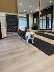 Found/Stray Female Dog last seen Sue's Café, Pinole, CA 94564