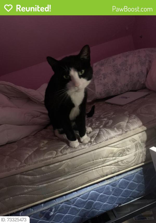 Reunited Male Cat last seen Emlong St, Joliet, IL 60435