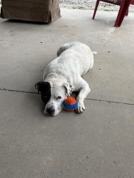 Found/Stray Male Dog last seen Woods, Hickory Tavern, SC 29645