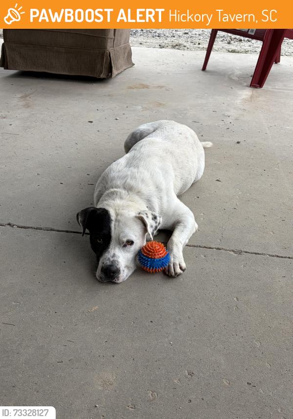Found/Stray Male Dog last seen Woods, Hickory Tavern, SC 29645
