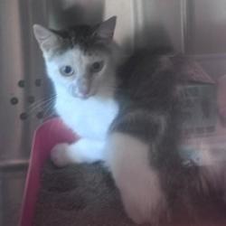 Shelter Stray Female Cat last seen , 3428 S Jenkins Ave, Norman, OK 73072, USA