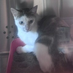 Shelter Stray Female Cat last seen , 3428 S Jenkins Ave, Norman, OK 73072, USA