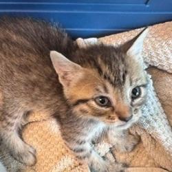 Shelter Stray Female Cat last seen , 3428 S Jenkins Ave, Norman, OK 73072, USA