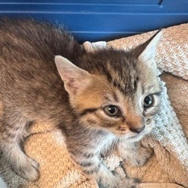Shelter Stray Female Cat last seen , 3428 S Jenkins Ave, Norman, OK 73072, USA