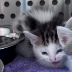 Shelter Stray Female Cat last seen , 3428 S Jenkins Ave, Norman, OK 73072, USA