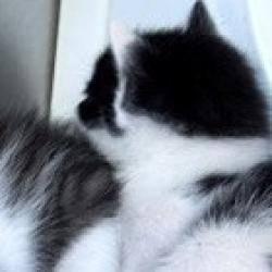 Shelter Stray Male Cat last seen , 3428 S Jenkins Ave, Norman, OK 73072, USA