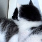 Shelter Stray Male Cat last seen , 3428 S Jenkins Ave, Norman, OK 73072, USA