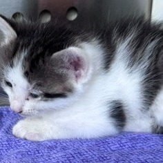 Shelter Stray Male Cat last seen , 3428 S Jenkins Ave, Norman, OK 73072, USA