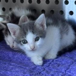 Shelter Stray Female Cat last seen , 3428 S Jenkins Ave, Norman, OK 73072, USA