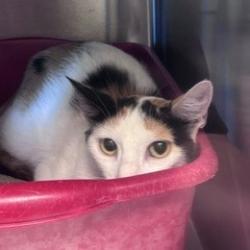 Shelter Stray Female Cat last seen , 3428 S Jenkins Ave, Norman, OK 73072, USA