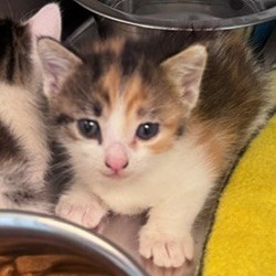 Shelter Stray Female Cat last seen , 3428 S Jenkins Ave, Norman, OK 73072, USA