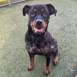 Shelter Stray Female Dog last seen , 12910 Yukon Ave, Hawthorne, CA 90250, USA