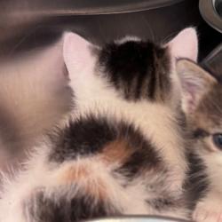 Shelter Stray Female Cat last seen , 3428 S Jenkins Ave, Norman, OK 73072, USA
