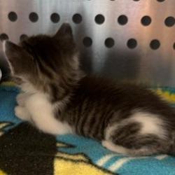 Shelter Stray Female Cat last seen , 3428 S Jenkins Ave, Norman, OK 73072, USA