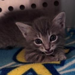 Shelter Stray Female Cat last seen , 3428 S Jenkins Ave, Norman, OK 73072, USA