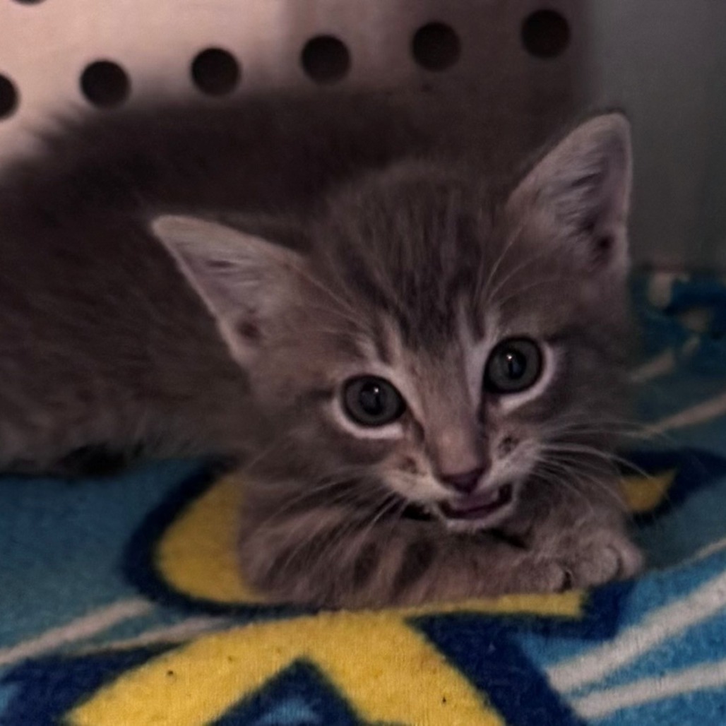 Shelter Stray Female Cat last seen , 3428 S Jenkins Ave, Norman, OK 73072, USA