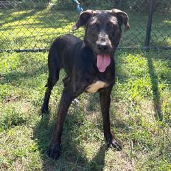 Shelter Stray Female Dog last seen , 2951 S 1st St, Cabot, AR 72023, USA