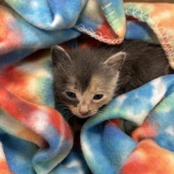 Shelter Stray Unknown Cat last seen , 980 Guilford College Rd, Greensboro, NC 27409, USA