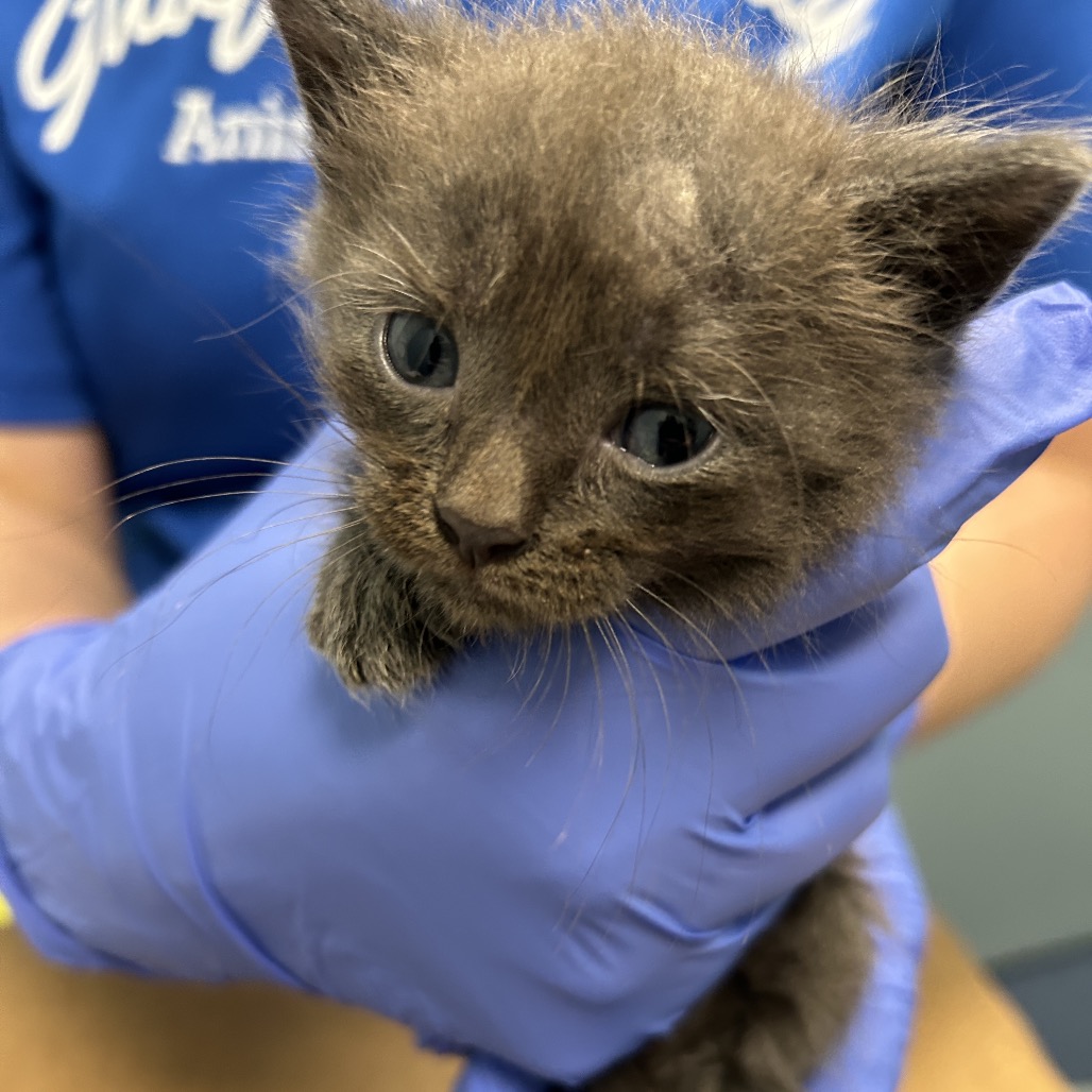 Shelter Stray Unknown Cat last seen , 980 Guilford College Rd, Greensboro, NC 27409, USA
