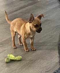 Reunited Male Dog last seen Trent Creek area, New Bern, NC 28562